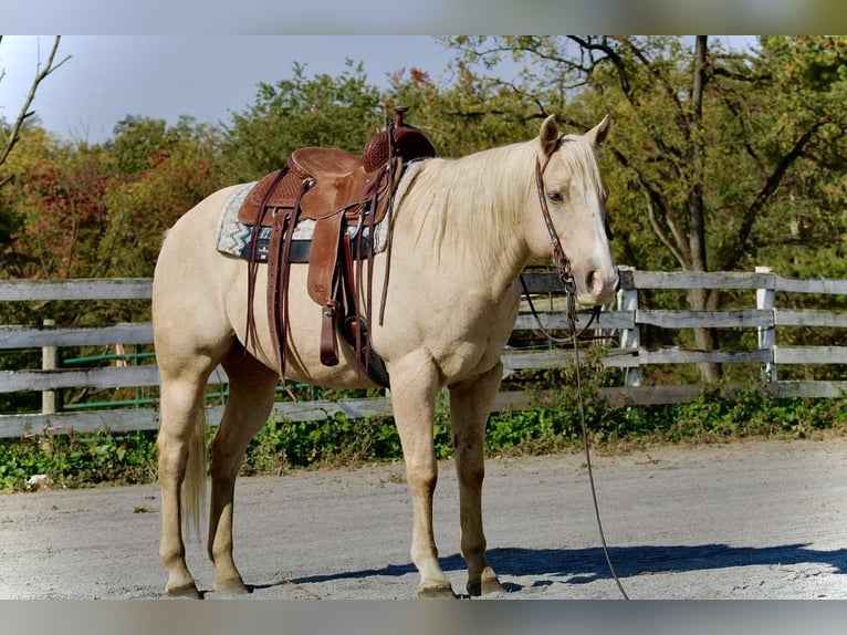 American Quarter Horse Mix Castrone 12 Anni 155 cm Palomino in Jonestown, PA