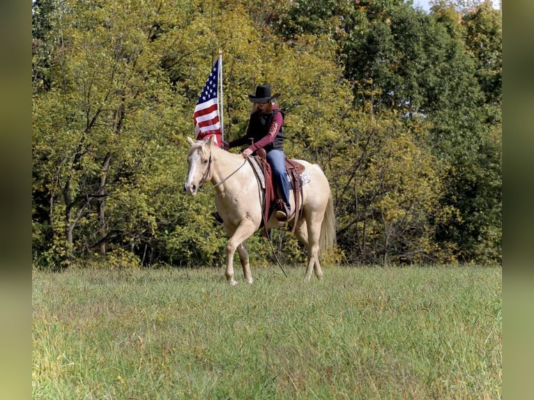American Quarter Horse Mix Castrone 12 Anni 155 cm Palomino in Jonestown, PA