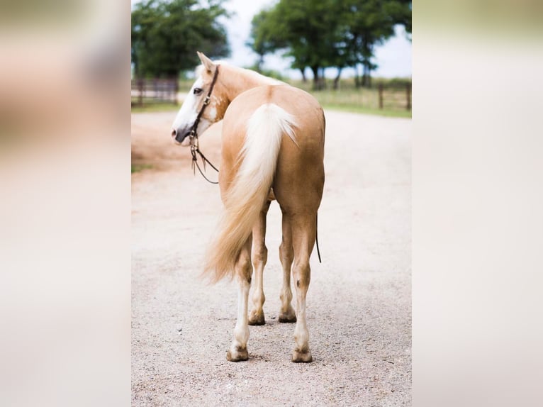 American Quarter Horse Castrone 12 Anni 155 cm Palomino in Weatherford TX