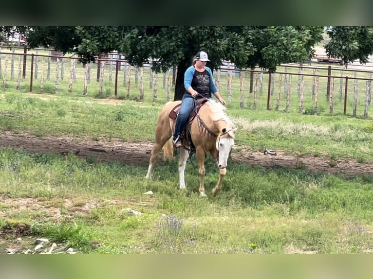 American Quarter Horse Castrone 12 Anni 155 cm Palomino in Weatherford TX