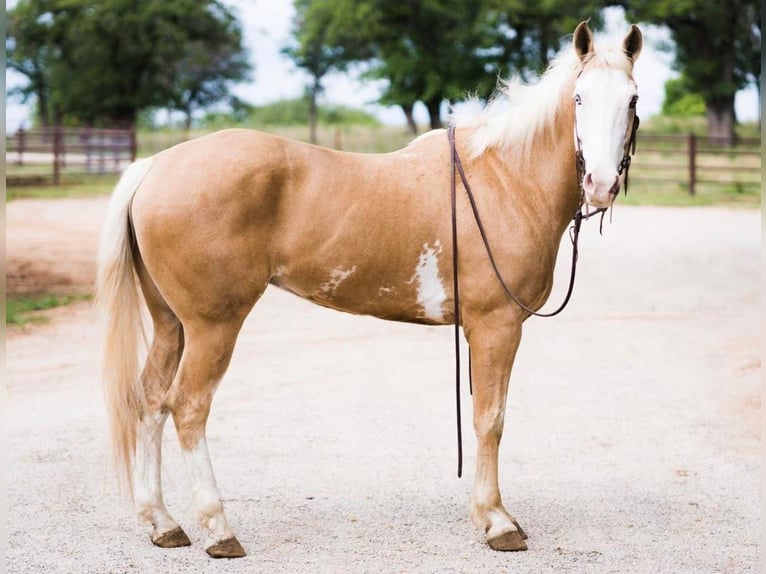 American Quarter Horse Castrone 12 Anni 155 cm Palomino in Weatherford TX