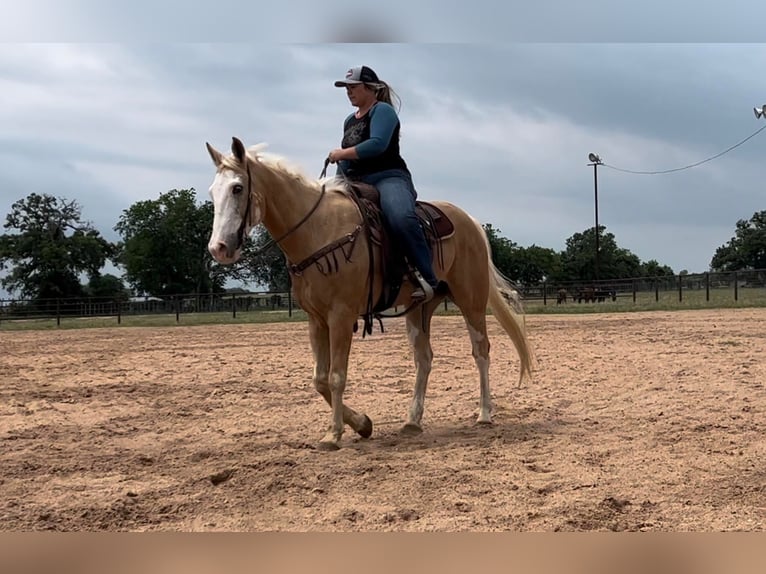 American Quarter Horse Castrone 12 Anni 155 cm Palomino in Weatherford TX