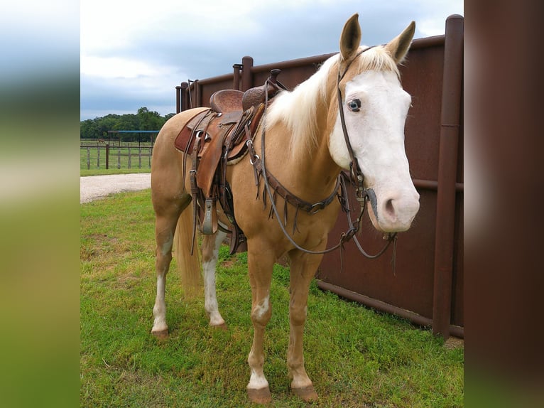 American Quarter Horse Castrone 12 Anni 155 cm Palomino in Weatherford TX