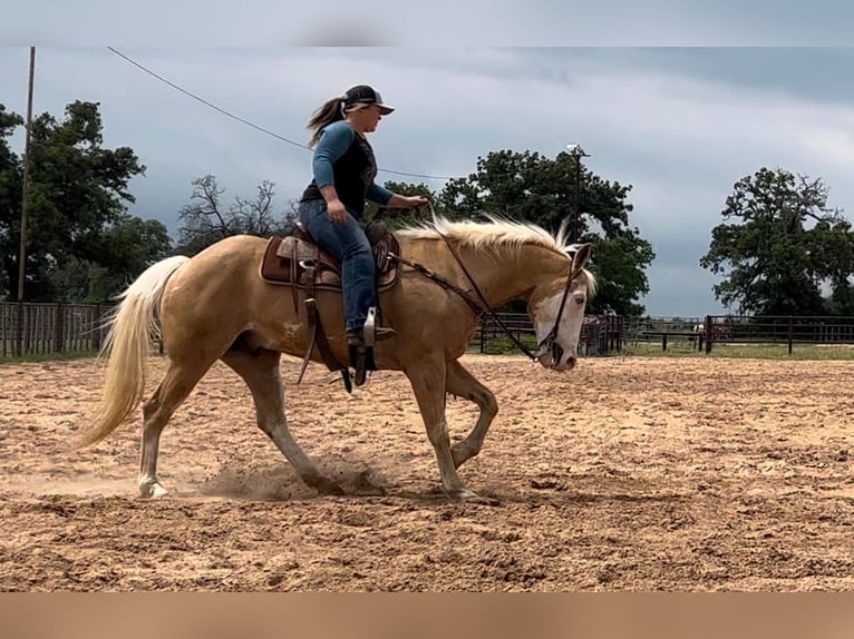 American Quarter Horse Castrone 12 Anni 155 cm Palomino in Weatherford TX