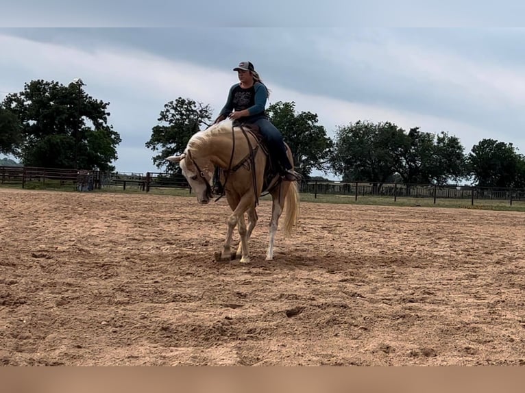 American Quarter Horse Castrone 12 Anni 155 cm Palomino in Weatherford TX