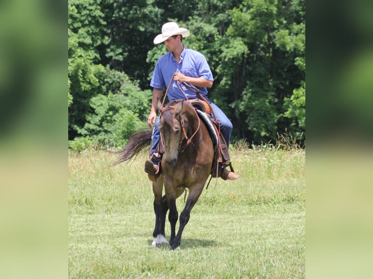 American Quarter Horse Castrone 12 Anni 155 cm Pelle di daino in Brodhead KY