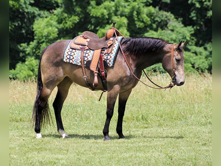 American Quarter Horse Castrone 12 Anni 155 cm Pelle di daino in Brodhead KY