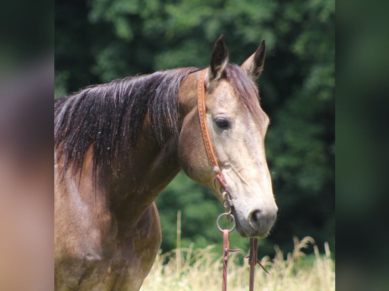 American Quarter Horse Castrone 12 Anni 155 cm Pelle di daino in Brodhead KY