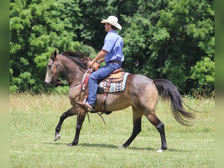 American Quarter Horse Castrone 12 Anni 155 cm Pelle di daino in Brodhead KY