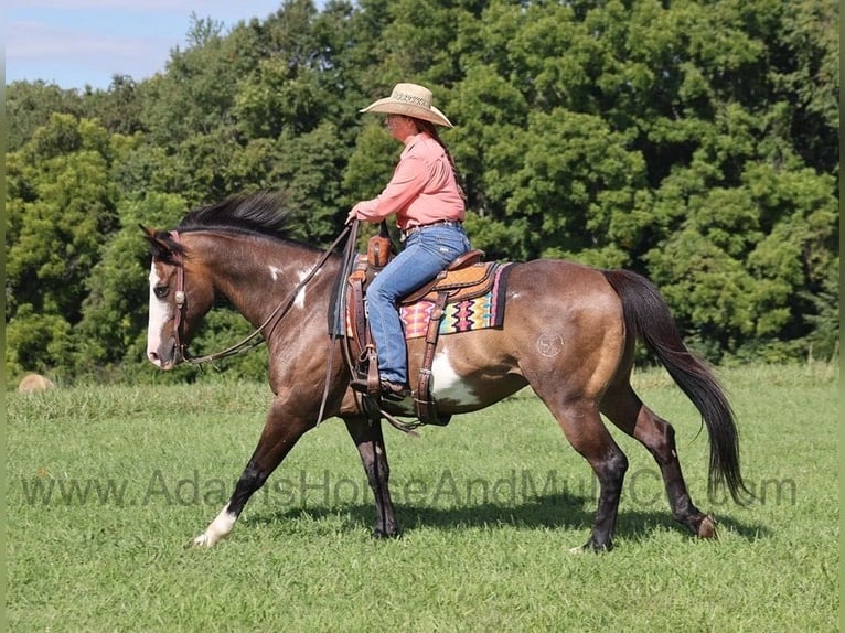 American Quarter Horse Castrone 12 Anni 155 cm Pelle di daino in Mount Vernon