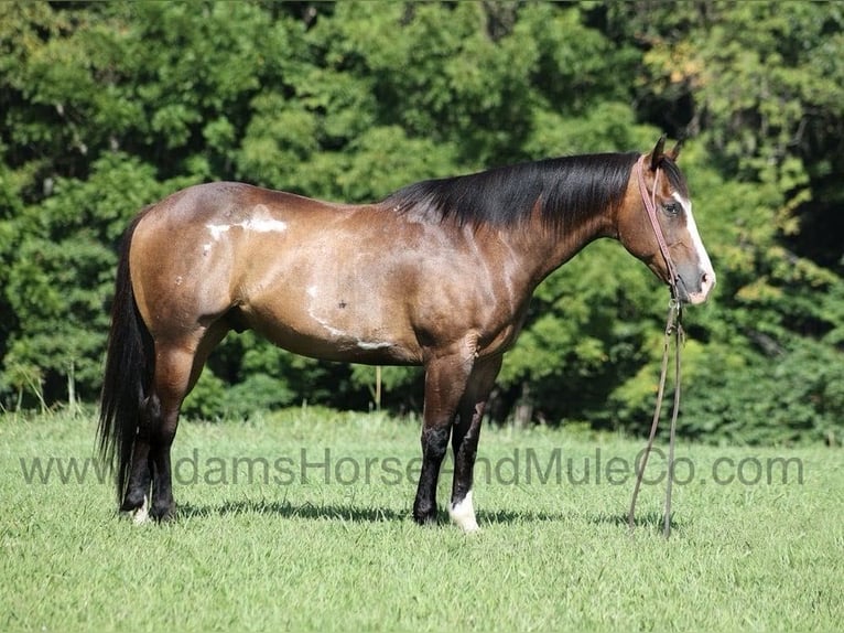 American Quarter Horse Castrone 12 Anni 155 cm Pelle di daino in Mount Vernon