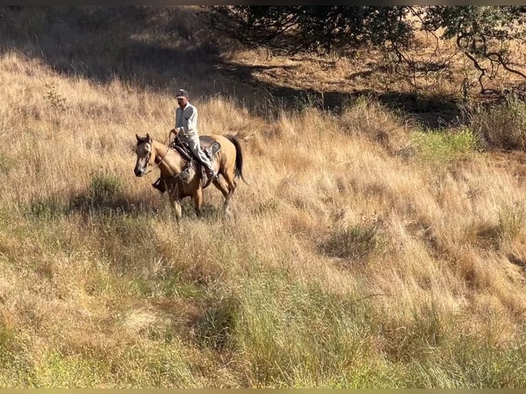 American Quarter Horse Castrone 12 Anni 155 cm Pelle di daino in Paicines CA