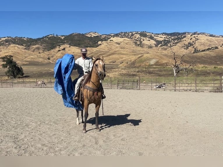 American Quarter Horse Castrone 12 Anni 155 cm Pelle di daino in Paicines CA