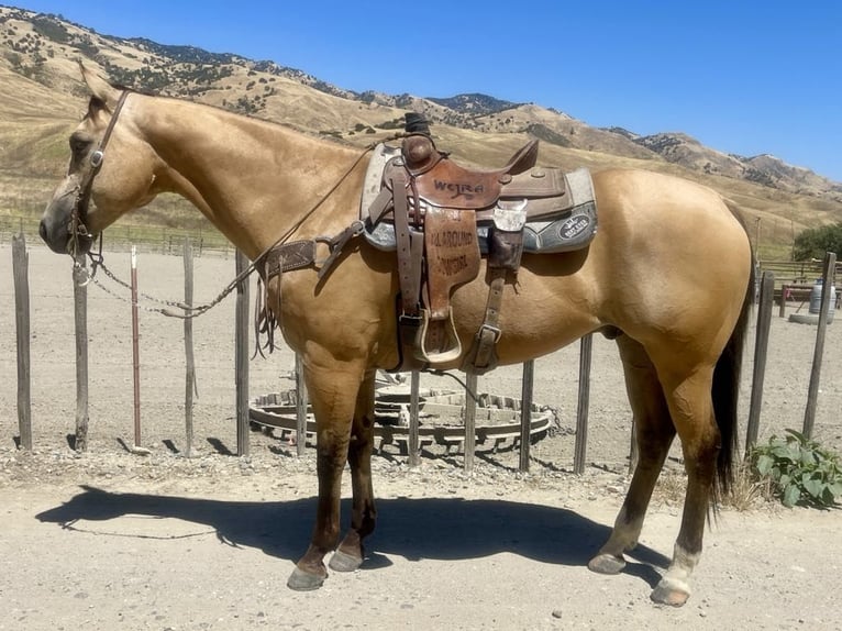 American Quarter Horse Castrone 12 Anni 155 cm Pelle di daino in Paicines CA