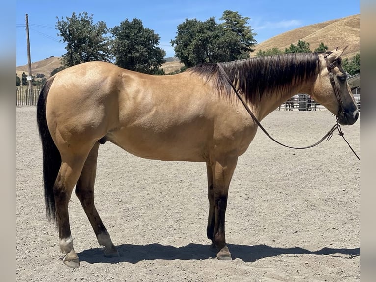American Quarter Horse Castrone 12 Anni 155 cm Pelle di daino in Paicines CA