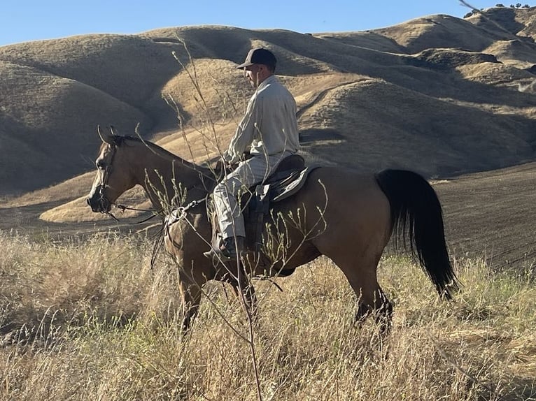 American Quarter Horse Castrone 12 Anni 155 cm Pelle di daino in Paicines CA