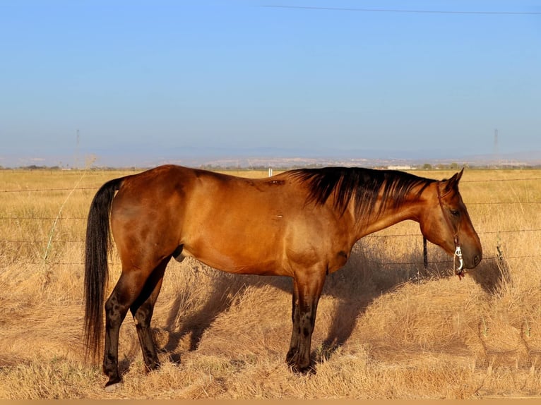 American Quarter Horse Castrone 12 Anni 155 cm Pelle di daino in Pleasant Grove CA