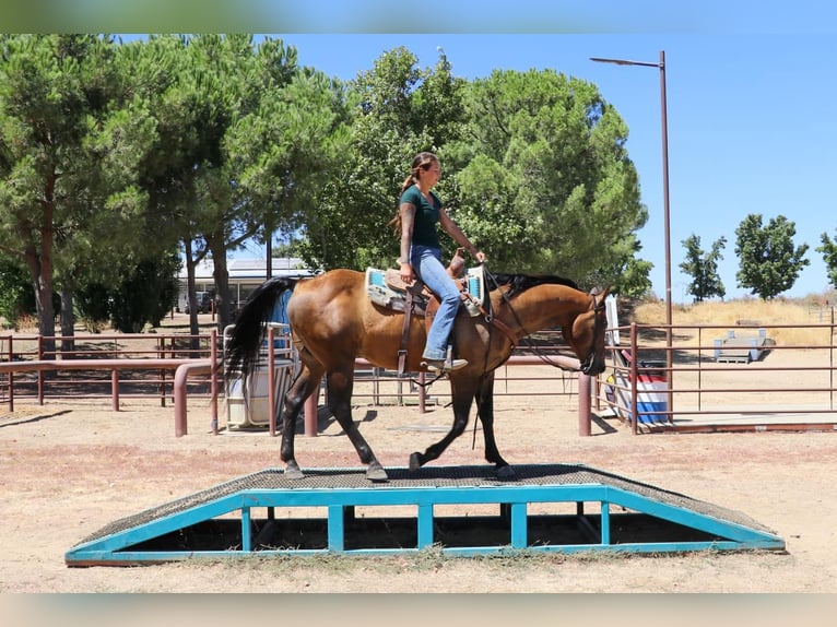 American Quarter Horse Castrone 12 Anni 155 cm Pelle di daino in Pleasant Grove CA