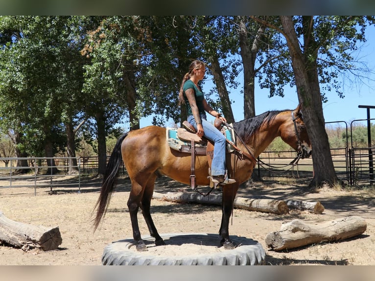 American Quarter Horse Castrone 12 Anni 155 cm Pelle di daino in Pleasant Grove CA