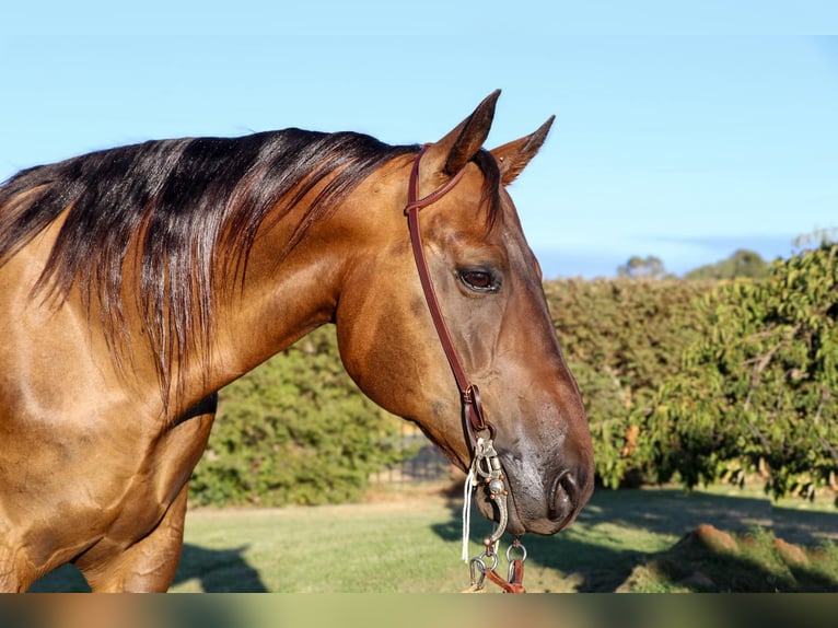 American Quarter Horse Castrone 12 Anni 155 cm Pelle di daino in Pleasant Grove CA