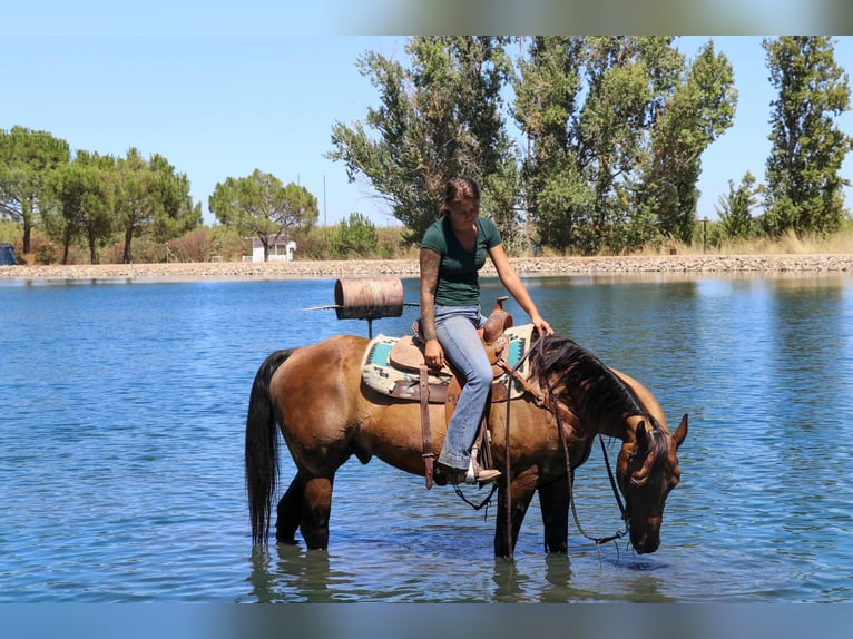 American Quarter Horse Castrone 12 Anni 155 cm Pelle di daino in Pleasant Grove CA