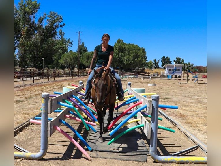 American Quarter Horse Castrone 12 Anni 155 cm Pelle di daino in Pleasant Grove CA