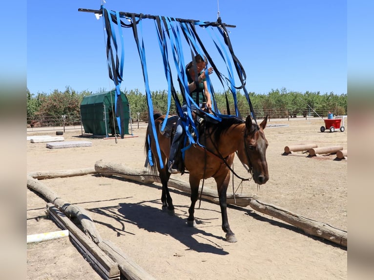 American Quarter Horse Castrone 12 Anni 155 cm Pelle di daino in Pleasant Grove CA