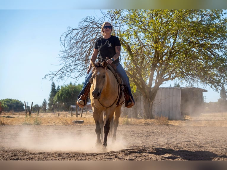 American Quarter Horse Castrone 12 Anni 155 cm Pelle di daino in Valley Springs CA