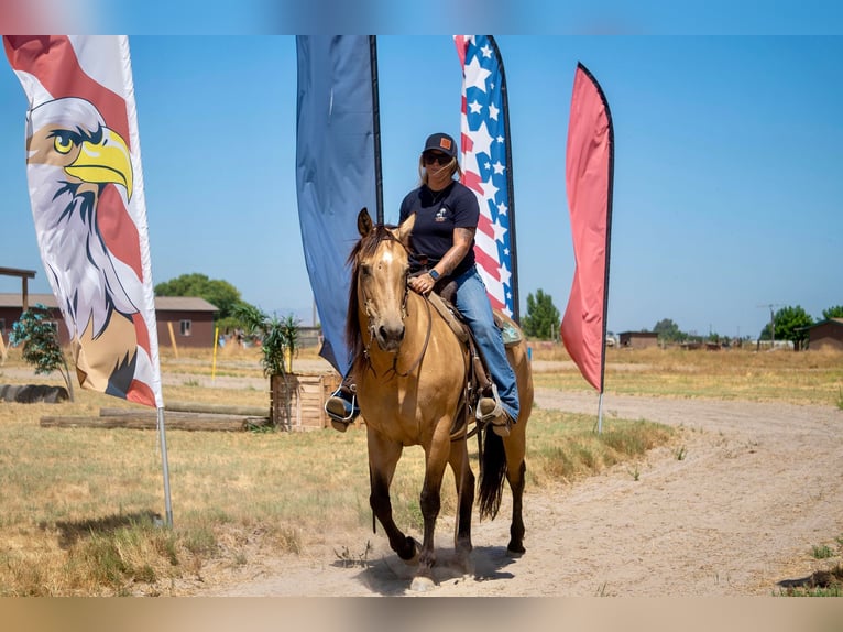 American Quarter Horse Castrone 12 Anni 155 cm Pelle di daino in Valley Springs CA