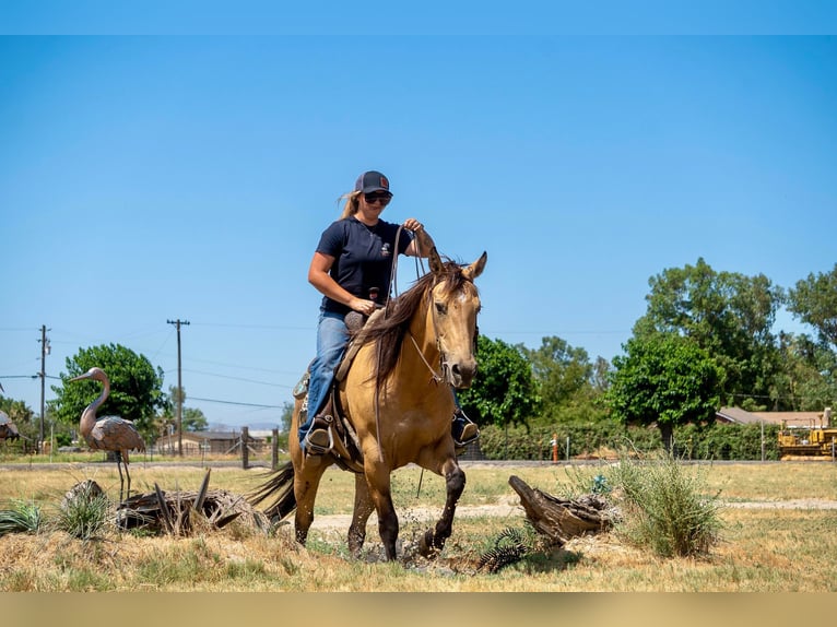 American Quarter Horse Castrone 12 Anni 155 cm Pelle di daino in Valley Springs CA