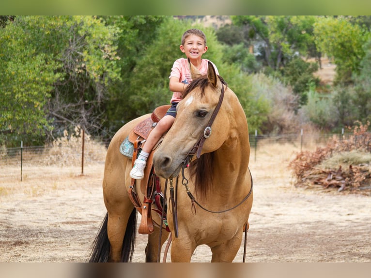 American Quarter Horse Castrone 12 Anni 155 cm Pelle di daino in Valley Springs CA