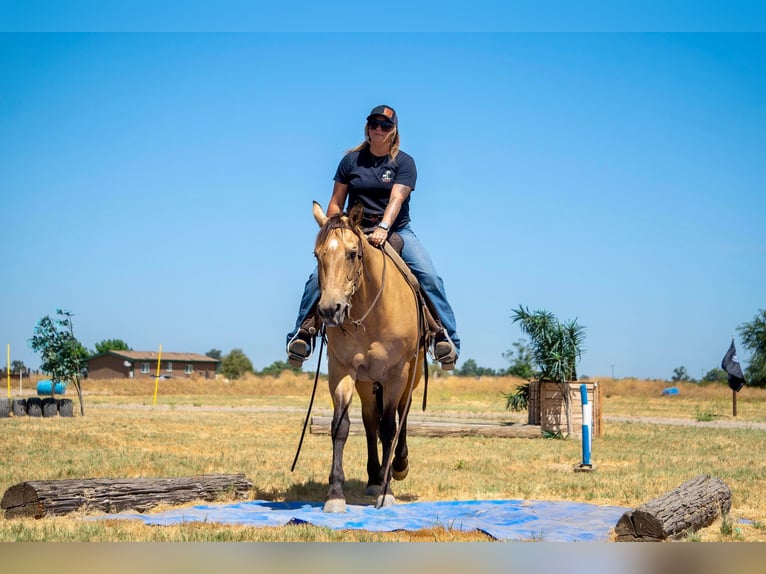 American Quarter Horse Castrone 12 Anni 155 cm Pelle di daino in Valley Springs CA