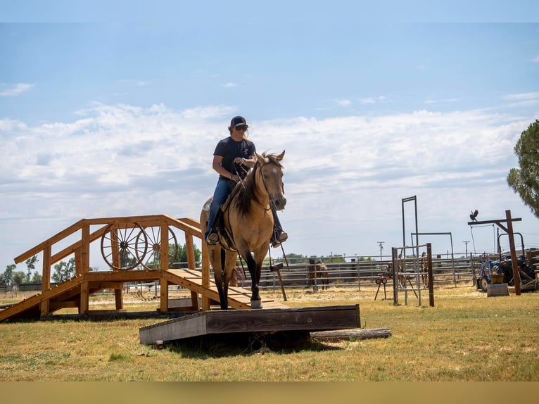 American Quarter Horse Castrone 12 Anni 155 cm Pelle di daino in Valley Springs CA