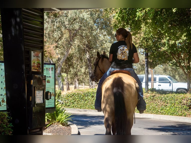 American Quarter Horse Castrone 12 Anni 155 cm Pelle di daino in Valley Springs CA