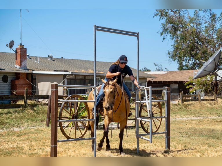 American Quarter Horse Castrone 12 Anni 155 cm Pelle di daino in Valley Springs CA