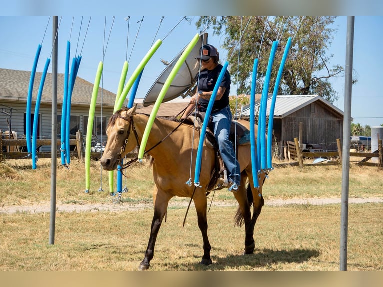 American Quarter Horse Castrone 12 Anni 155 cm Pelle di daino in Valley Springs CA