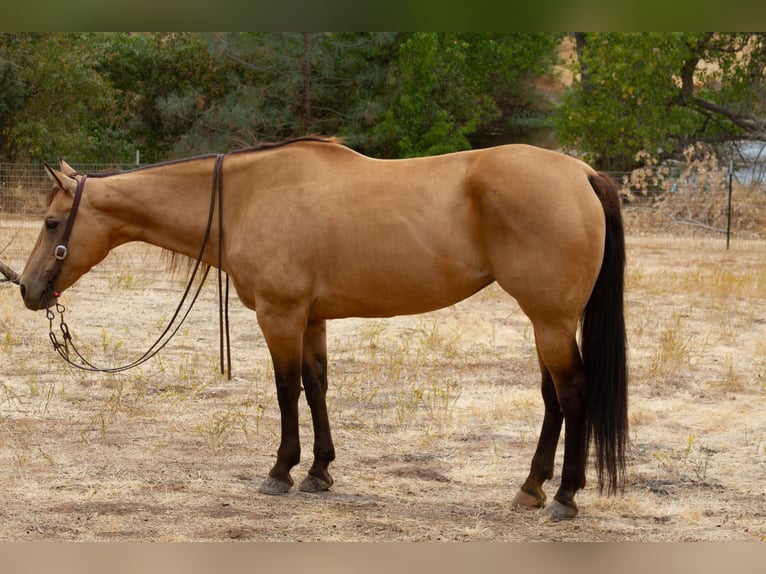 American Quarter Horse Castrone 12 Anni 155 cm Pelle di daino in Valley Springs CA