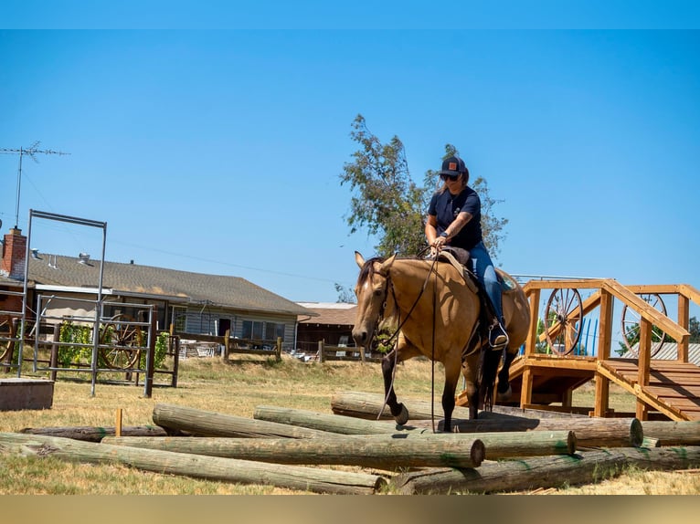 American Quarter Horse Castrone 12 Anni 155 cm Pelle di daino in Valley Springs CA