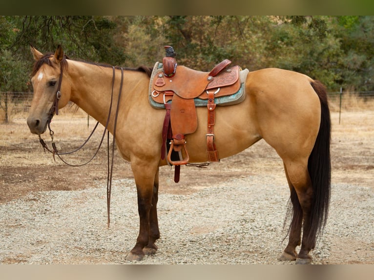 American Quarter Horse Castrone 12 Anni 155 cm Pelle di daino in Valley Springs CA