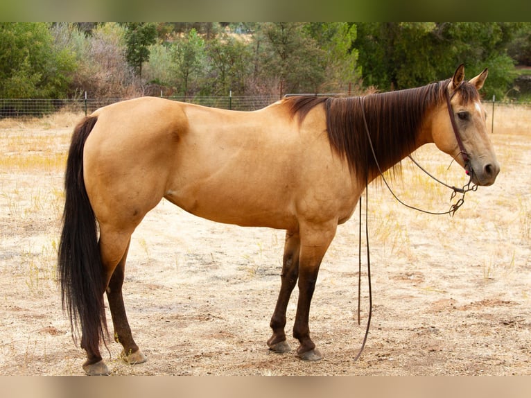 American Quarter Horse Castrone 12 Anni 155 cm Pelle di daino in Valley Springs CA