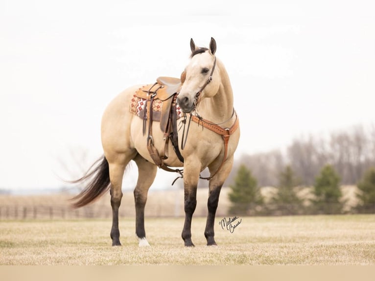American Quarter Horse Castrone 12 Anni 155 cm Pelle di daino in River Falls, WI