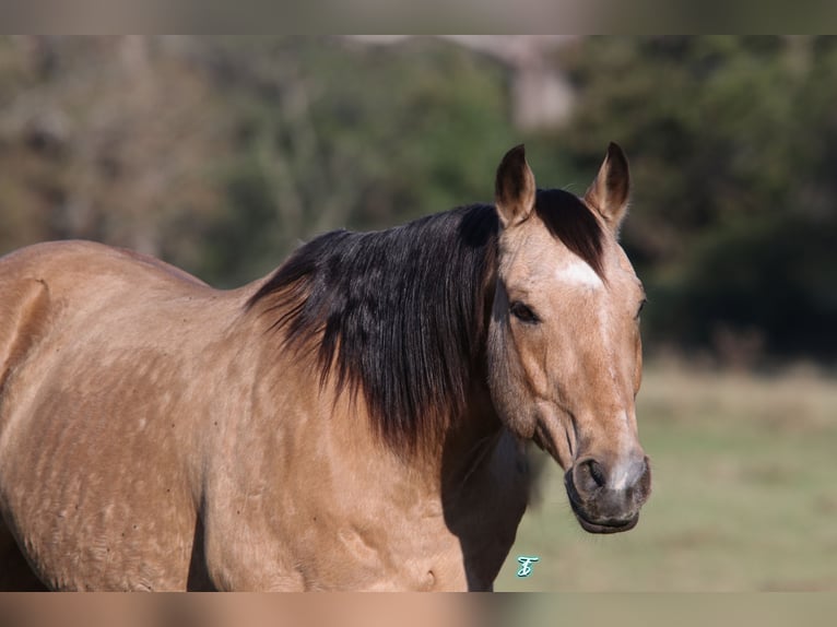 American Quarter Horse Castrone 12 Anni 155 cm Pelle di daino in Carthage, TX