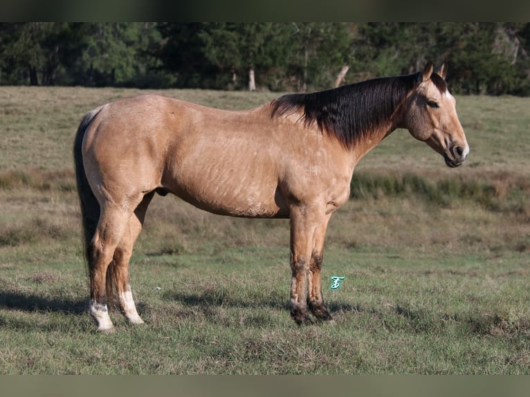 American Quarter Horse Castrone 12 Anni 155 cm Pelle di daino in Carthage, TX