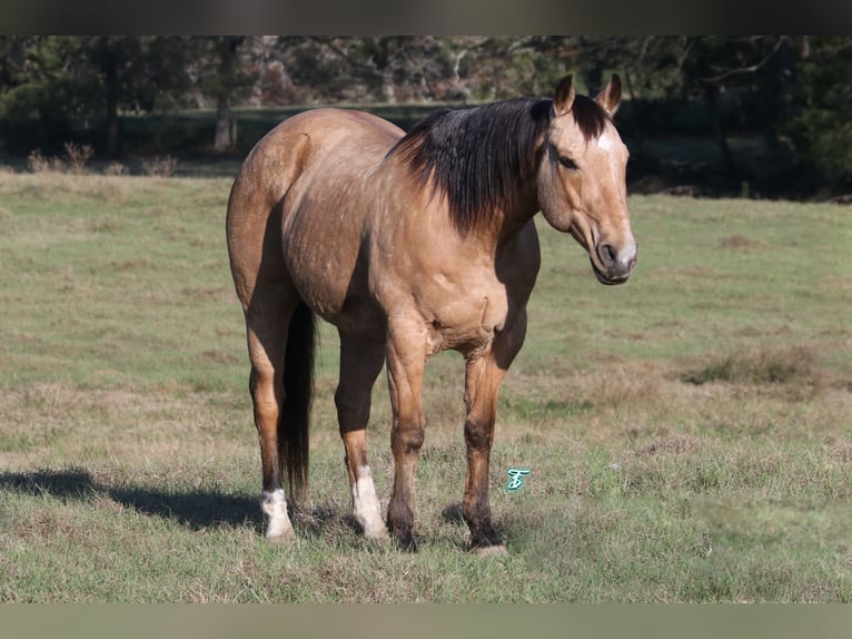 American Quarter Horse Castrone 12 Anni 155 cm Pelle di daino in Carthage, TX