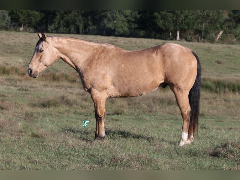 American Quarter Horse Castrone 12 Anni 155 cm Pelle di daino in Carthage, TX