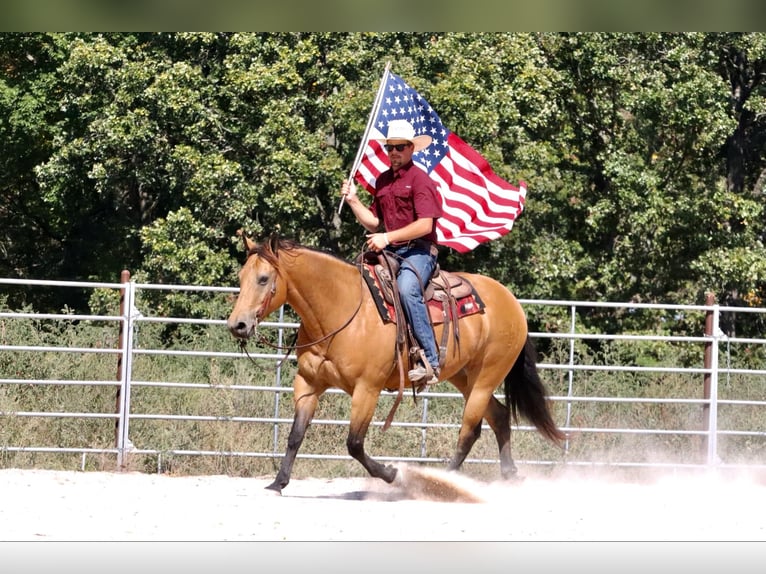 American Quarter Horse Castrone 12 Anni 155 cm Pelle di daino in Purdy, MO