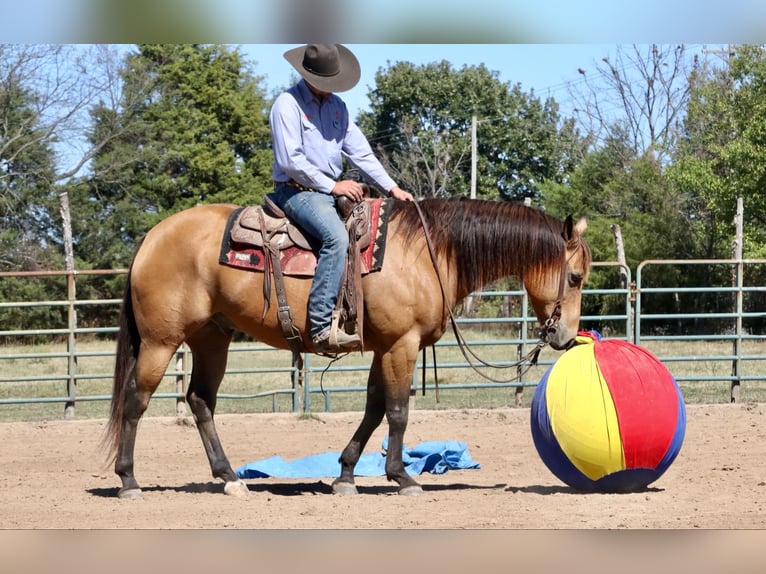 American Quarter Horse Castrone 12 Anni 155 cm Pelle di daino in Purdy, MO