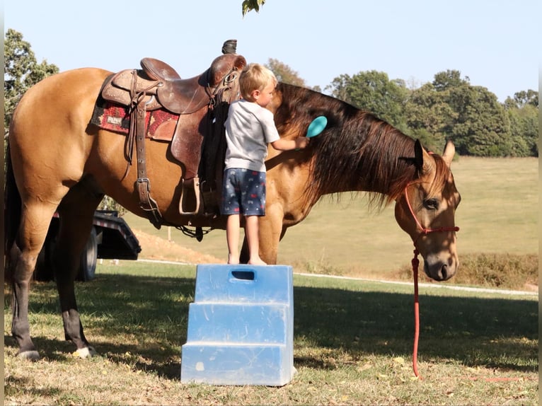 American Quarter Horse Castrone 12 Anni 155 cm Pelle di daino in Purdy, MO