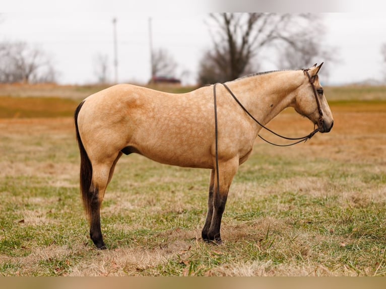 American Quarter Horse Castrone 12 Anni 155 cm Pelle di daino in Quitman, AR