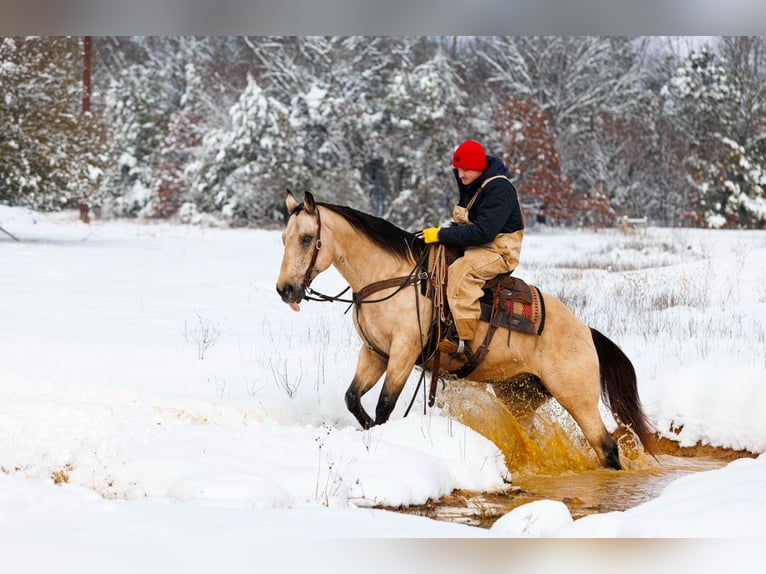 American Quarter Horse Castrone 12 Anni 155 cm Pelle di daino in Quitman, AR